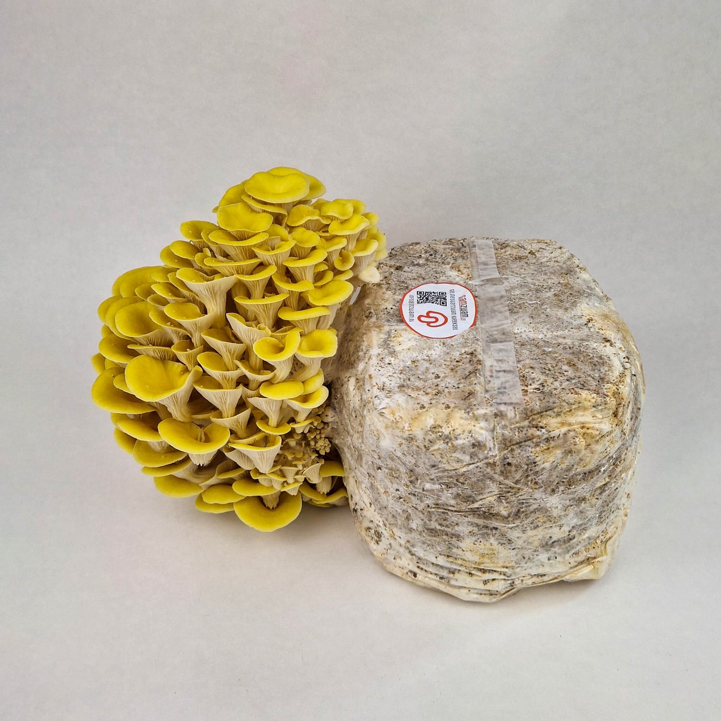 Gele Oesterzwam kweekset XL