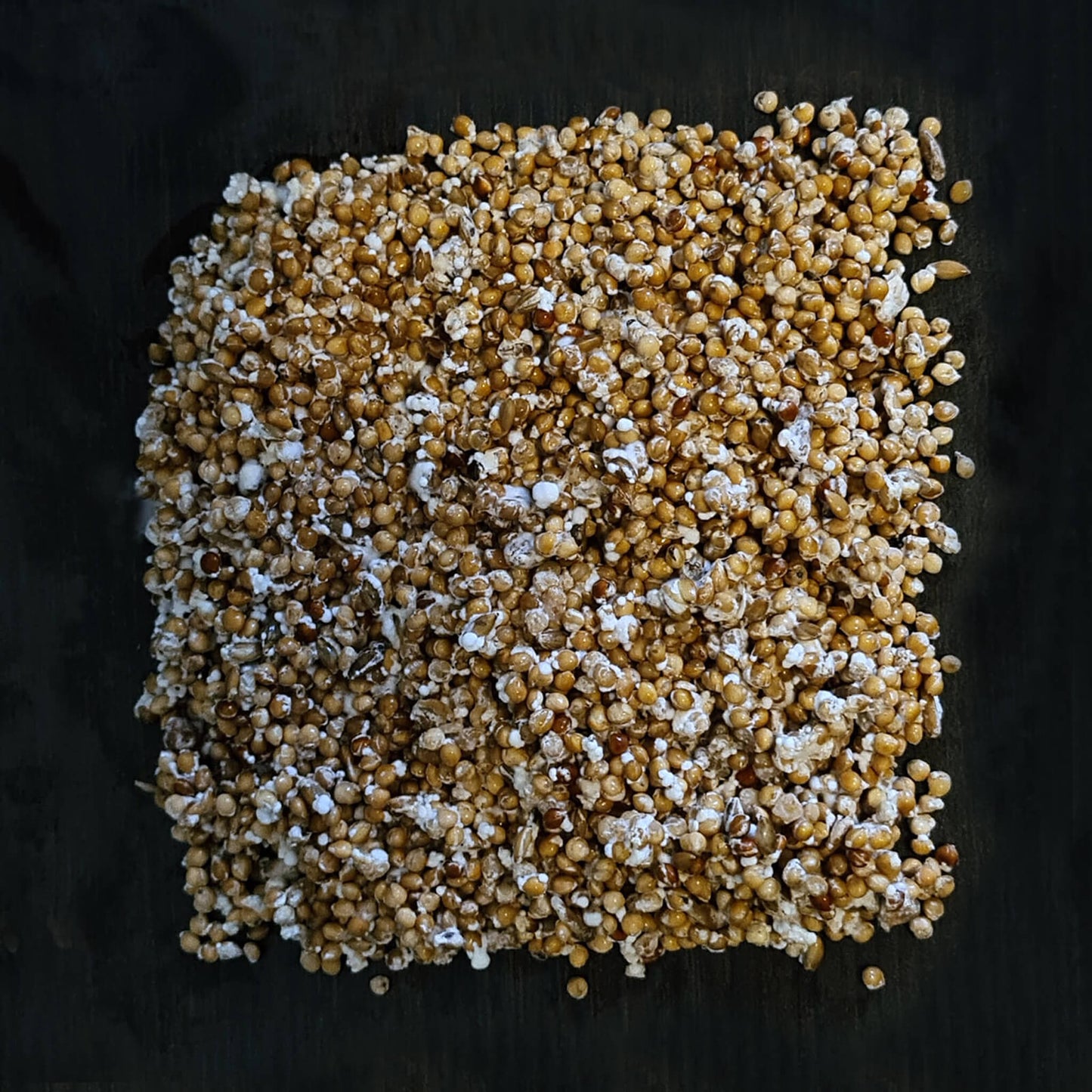 Roze Oesterzwam broed - 80 gram