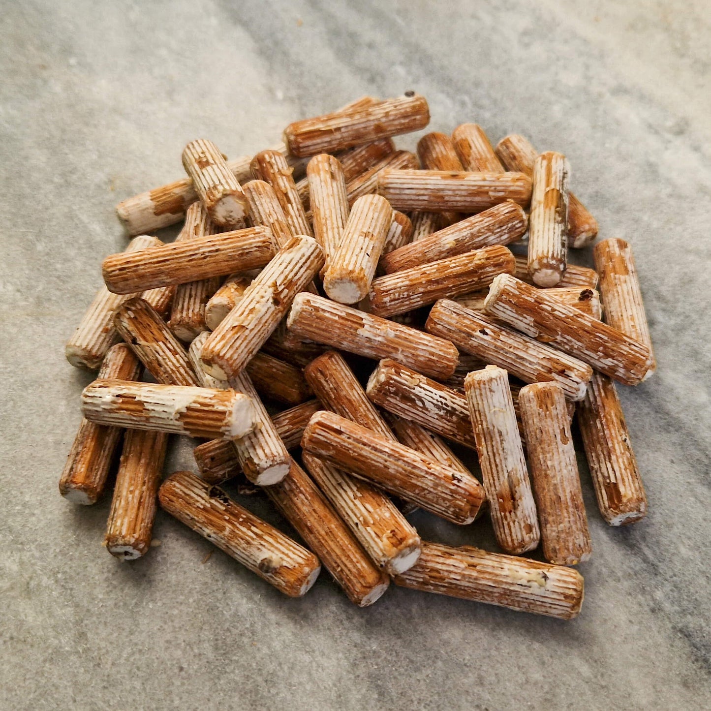 Gewone Oesterzwam Pluggen