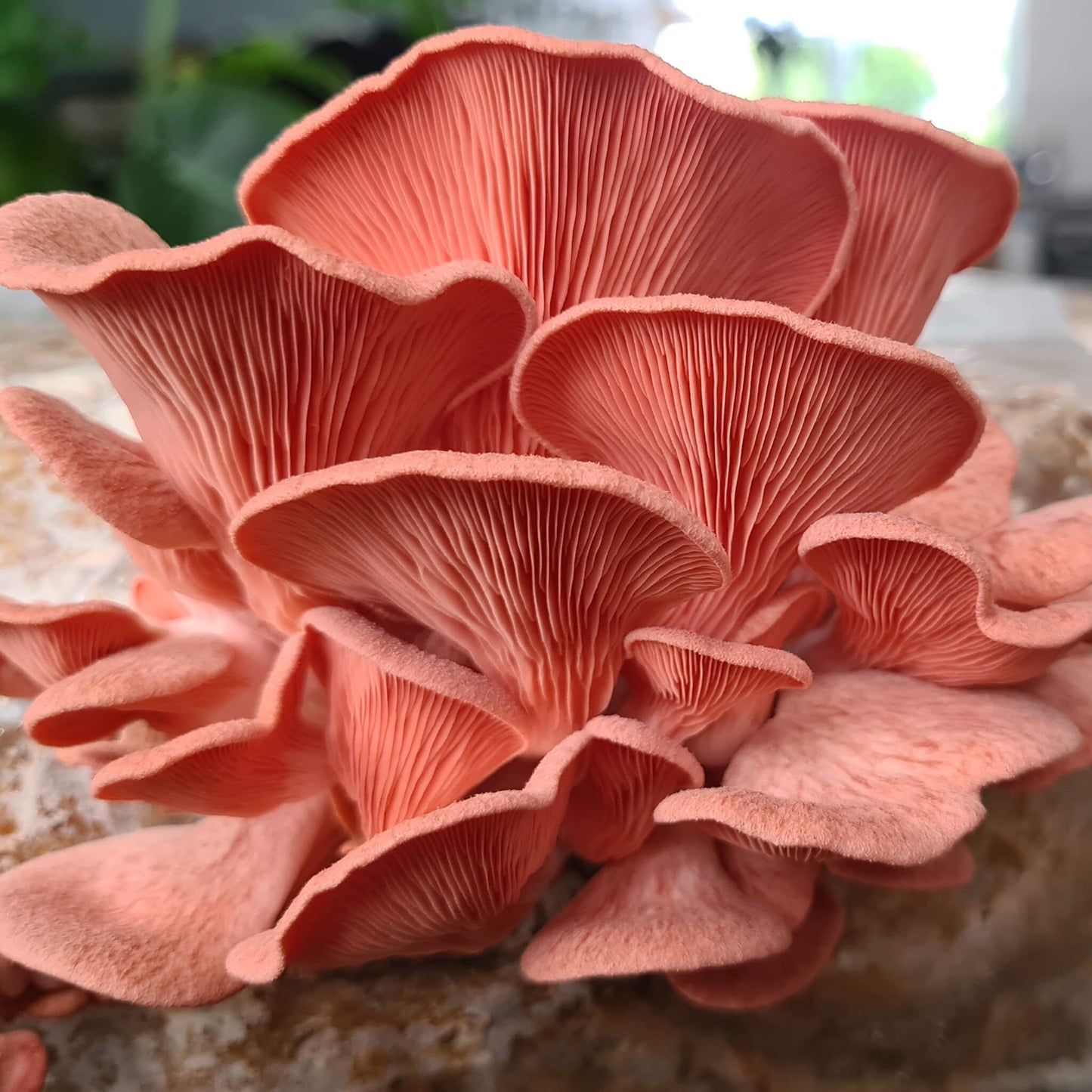 Roze Oesterzwam kweekset XL