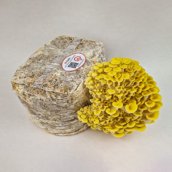 Limonenseitling Zuchtset XL