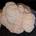 Igel-Stachelbart (Lion’s Mane) Zuchtset XL
